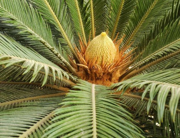 万银配资 铁树开花难得一见 - 海报新闻